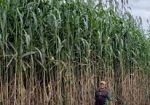 Project replace oil by biomass in the world.