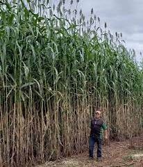 sorgo