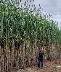Project replace oil by biomass in the world.
